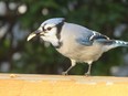 A blue jay grabs a snack off the railing of a backyard deck in the GTA on Sept. 29, 2022
