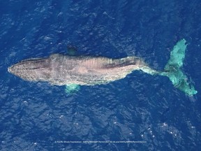 A humpback whale with a severe spinal injury uses nothing but its pectoral fins to swim across the Pacific Ocean in this aerial handout photo from Dec. 1, 2022.