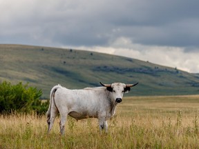 Clouds roll in along the Willow Creek valley in the Porcupine Hills west of Stavely, Alta., on Tuesday, August 23, 2022.
