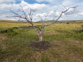 An old diamond willow and clearing clouds along Beaver Valley Road in the Porcupine Hills west of Nanton, Alta., on Tuesday, August 23, 2022.