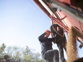 Farmer Sandy Lowndes unloads seed using an auger near her family home.