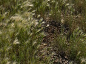 Cow dung is shown in a field of Foxtail weeds.