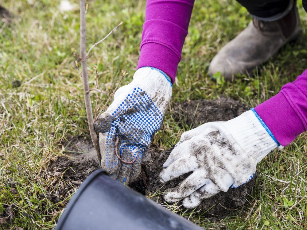 Clean Green Beautiful North Bay Planting Two Orchards North Bay Nugget