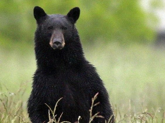 Province Reminding Residents To Be Cautious As Bears Come Out