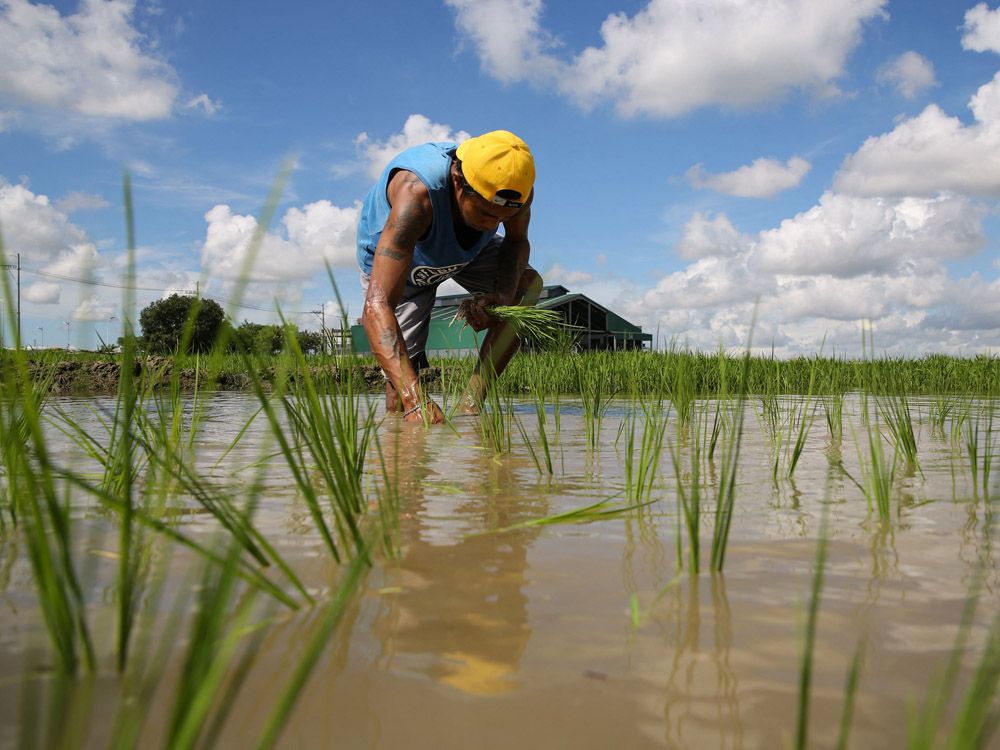 Rice Shortage Sending Prices Soaring Across World Could Get Worse