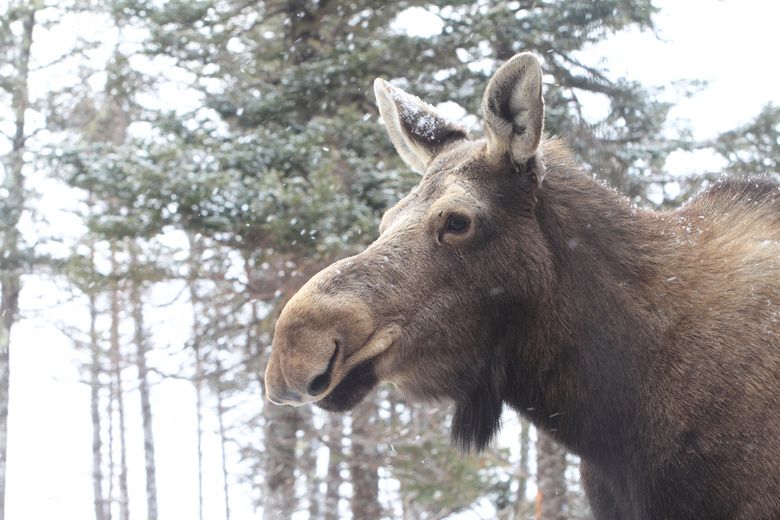 Moose Sex Project Gets More Land For Lovemaking Toronto Sun