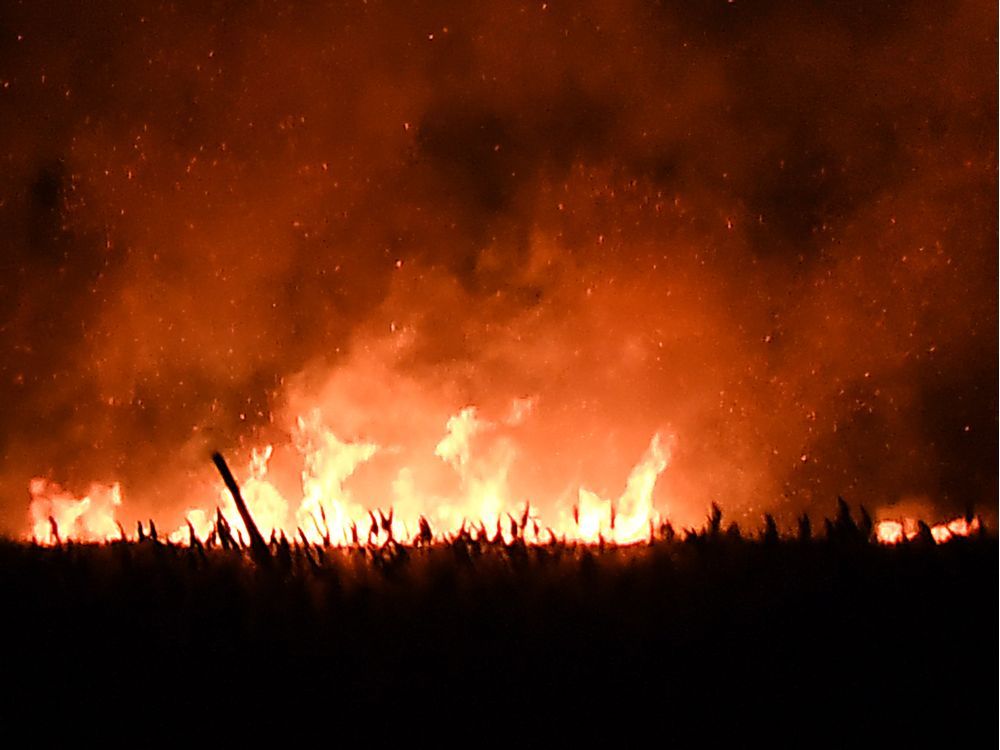 Hectares Of Marsh Land Burned In Fire At Point Pelee National Park