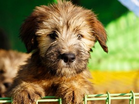 The Canadian Medical Association is calling for pets to be banned from airplane cabins