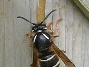 Wasp chewing wood to make 'paper' for nest.