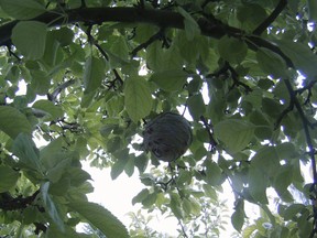 Today's wasp nest in crab apple