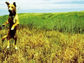 Crocket was rescued from a reserve in Southern Alberta, and placed in a loving home by Animal Rescue Foundation, or ARF. (Calgary Herald Archive)