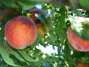 Peaches grow in the hot B.C. sun.