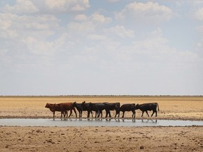 Cattle rest at a watering hole in a pasture near Canadian, Texas, during a severe drought that has caused shortages of grass, hay and water, in much of the state.