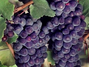 Pinot noir grapes; Calgary Herald file photo