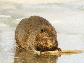 A beaver gnaws away on a stick in an inlet on the Bow River at Princes Island in this file photo.