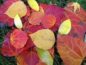 Fall colour