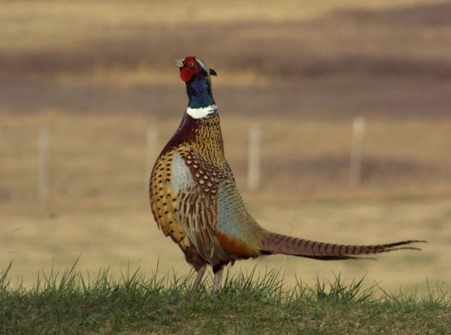 Alberta pheasant festival takes aim at economic benefits of