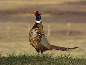 Ringneck pheasant