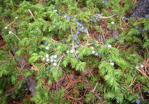 Juniper berries on the trail up to Powderface Ridge in Kananaskis Country, Alberta