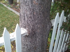 Spruce tree grown into fence