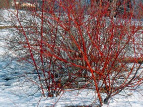 Dogwoods may be just a leafy summer backdrop for your roses, but in winter they shine