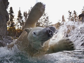 A polar bear displays its mighty awesomeness. "Pick me" it screams.