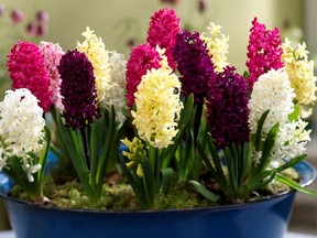 Fragrant hyacinths are one of the joys of the indoor winter garden.  Plant multiple pots of hyacinths from the supermarket or home center in one big attractive container. Keep soil moist but not wet. For longest bloom time, once the buds are fully developed, move the pot away from bright sunlight and sources of heat. What a springtime treat! (After bloom, let leaves die back naturally, then replant the bulbs in the garden to settle in and bloom there in future seasons.)