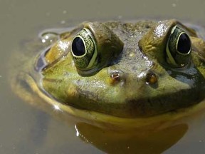 Frogs and 'leap ' year go together