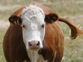 Was one Alberta couple mooved to name their child after a cow?