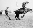 Stampede steer riding event from the 1940s - Herald file photo