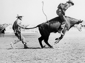 Stampede steer riding event from the 1940s - Herald file photo