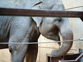 The zoo's decision is a breach of trust to Calgarians who have grown older with the elephants.