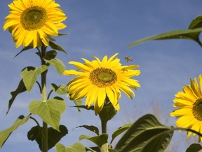 Sunflowers in Calgary, by Ted Jacob