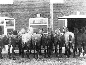 Could these horses be waiting for thirsty cowboys?
Courtesy, Glenbow Archives, NA-2186-2