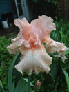 Bearded iris