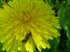 When dandelions are blooming its time to plant your beets, lettuce, spinach and carrots.