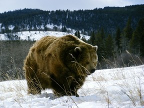 No election signs in the Castle Wilderness Area, but watch for bears! (Photo courtesty of Timberwolf)