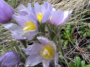 Pulsatilla patens