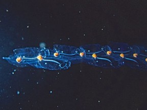 Jellyfish-like salps are small but mighty when it comes to bunging up things, according California's nuclear power industry (Source:itsnature.org).