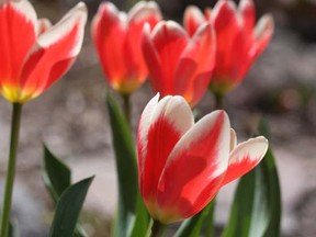 Species tulips (4)