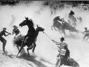 The wild horse race at the 1952 Calgary Stampede. This award winning image was taken by Calgary Herald photographer, Harry Befus.
Photo: Herald archives