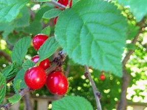 Nanking cherry