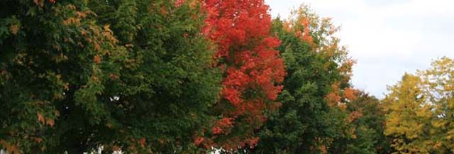 Preparing the Forest for Your Trees | Calgary Herald