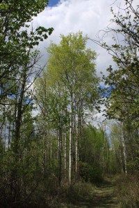 aspens