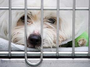 By all means ensure pets presented for sale are properly cared for, by all means encourage measures to ensure would-be pet owners have considered their responsibilities, but a prohibition on selling cats and dogs assumes every pet store owner is an ogre. And that's not the case  — not by a long shot.