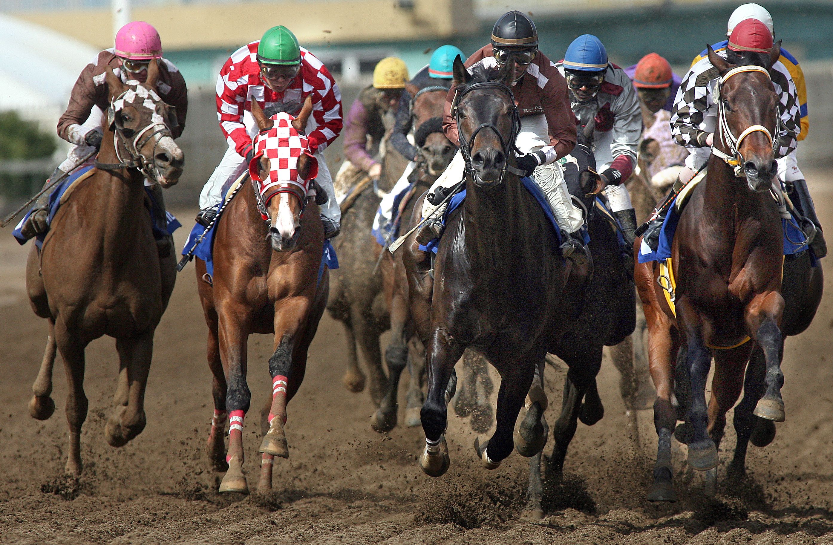 Racing Club - Horse Ownership in Alberta