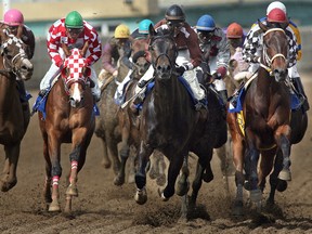 The thoroughbreds approach a turn during the running of the Alberta Derby at Stampede Park on the final weekend of racing at Stampede Park. Rickey Walcott, riding Arkhill, won the race. Herald file photo.