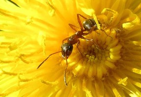 Ant in dandelion (1)