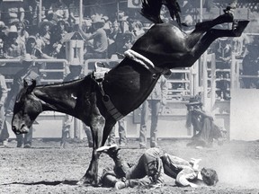 A competitor is thrown from his mount during the bronc riding event in 1978. 
Photo: Herald archive