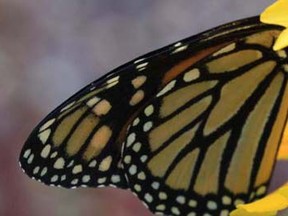 Kula Gardens Monarch butterfly (2)